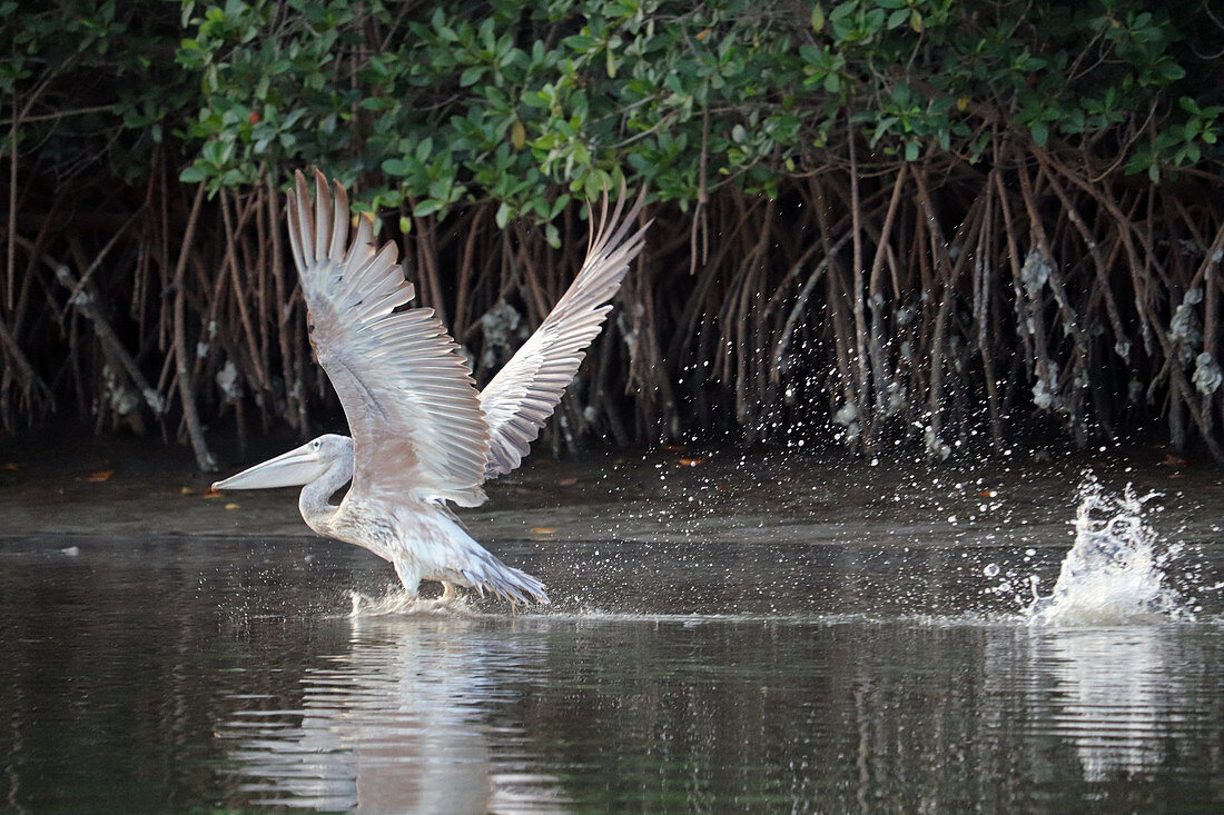 Gambia; Western Region; on the Bintang Bolong; Pelican spreads its wings; was startled by the loud boat engine