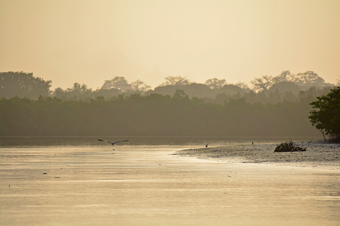 Gambia; Bintang Bolong; Spätnachmittagssonne taucht den Fluss in gelbliches Licht