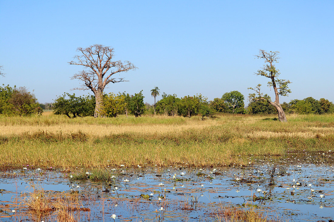 Gambia; Central River Region; Teich mit Seerosen an der Straße nach Kuntaur; dahinter Baobab-Bäume und Reisfelder