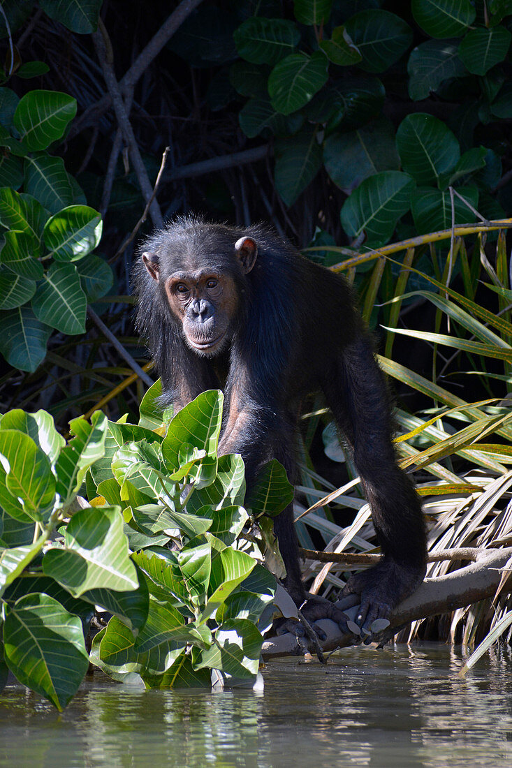 Gambia; Central River Region; Chimpanzee on the riverside; in the chimpanzee rehabilitation center on the Gambia River near Kuntaur; comes close to the shore to watch the boats