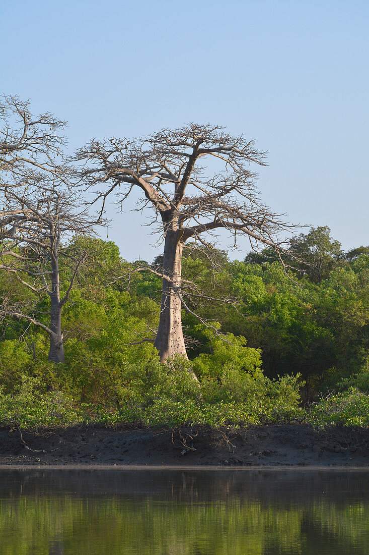 Gambia; am Bintang Bolong; Baobab-Baum ohne Blätter; üppige Vegetation im Uferbereich