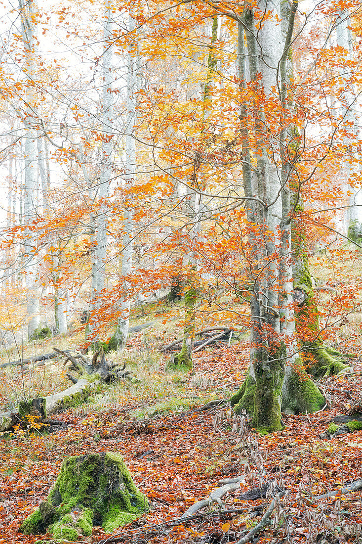 Der Buchenwald im oberösterreichischen Almtal leuchtet in den schönsten Herbstfarben, Oberösterreich, Österreich