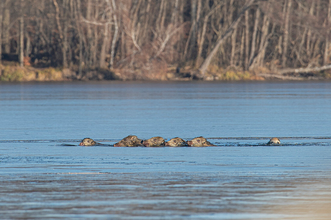 Wild boar pack collapsed in the ice of a lake, fights for survival, Germany, Brandenburg