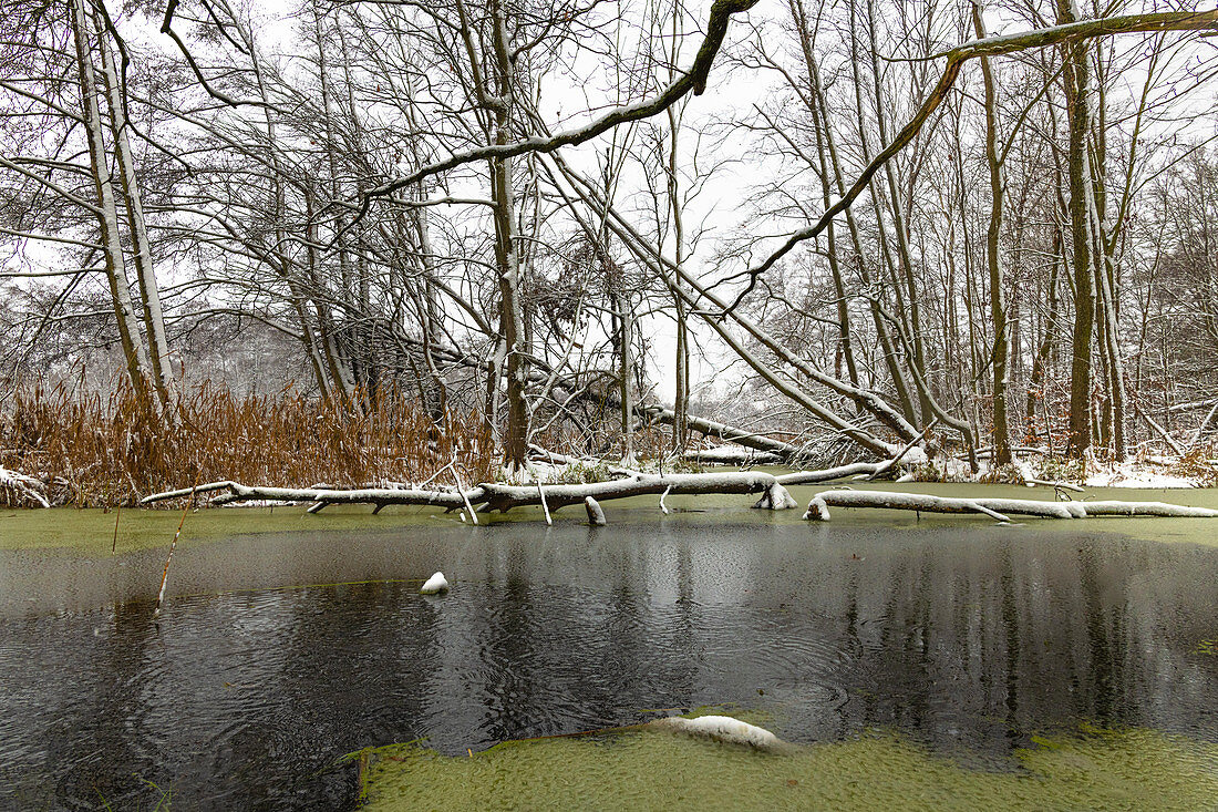 Snow river landscape in the Spreewald at thaw, Germany, Brandenburg, Spreewald