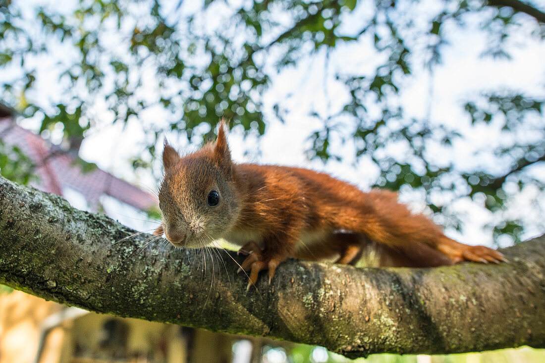 Portrait of rescued baby squirrel foundling sitting on a branch, Germany, Brandenburg