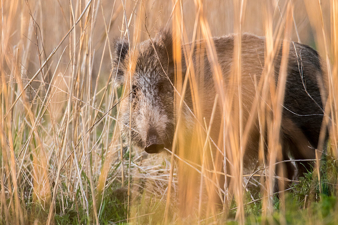 Portrait Wildschwein Bache im hohen Schilfgraf, Deutschland, Brandenburg