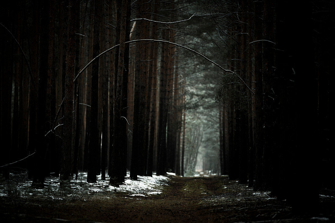 Forest path crosses wintry pine forest plantation in Brandenburg, Germany