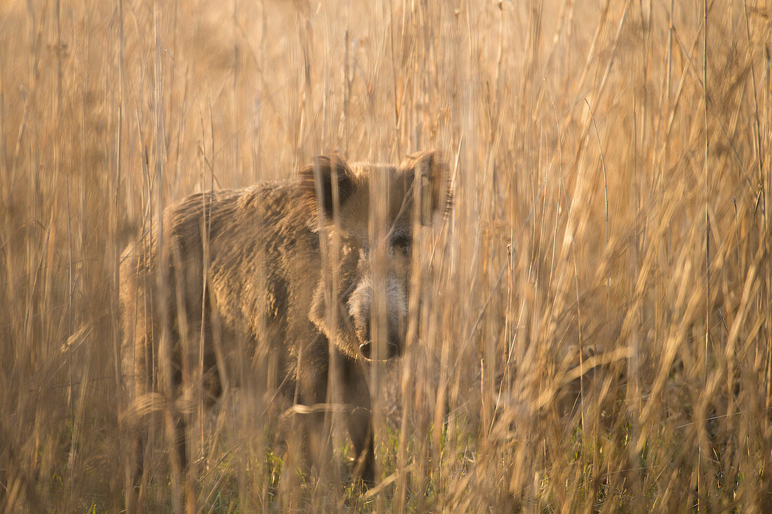 Portrait of a wild boar brook in the tall reed grass, Germany, Brandenburg