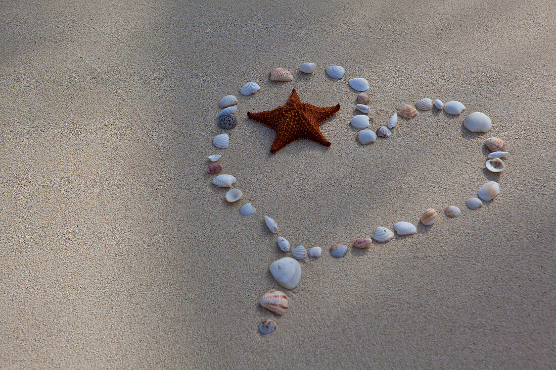 Muscheln und ein Seestern, die von Herzen auf dem Sand liegen. Antigua, Westindische Inseln.
