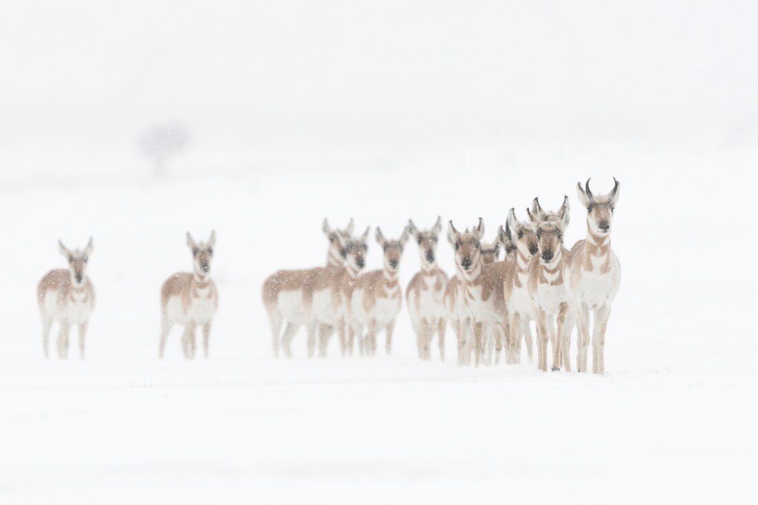 Pronghorns / Gabelböcke / Gabelantilopen (Antilocapra americana) im Winter, kleine Herde auf offenen schneebedeckten Ebenen des Yellowstone NP, USA.