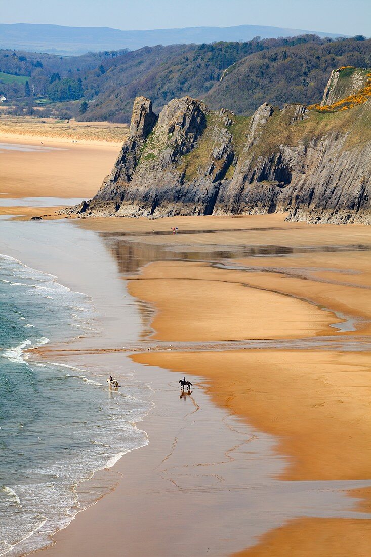 Pferde am Strand von Three Cliff's Bay auf der Gower-Halbinsel in Südwales mit Great Tor in der Ferne.