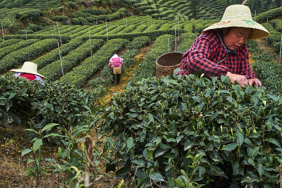 China, Sichuan province, Mingshan, statue of Wu Lizhen, tea garden, tea picker picking tea leaves