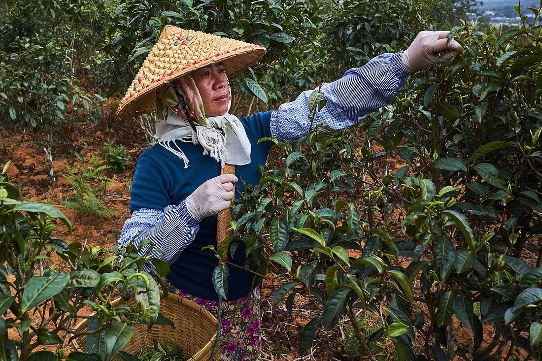 China, Yunnan, Xishuangbanna Bezirk, Teebaum, Teepflücker, der Teeblätter pflückt