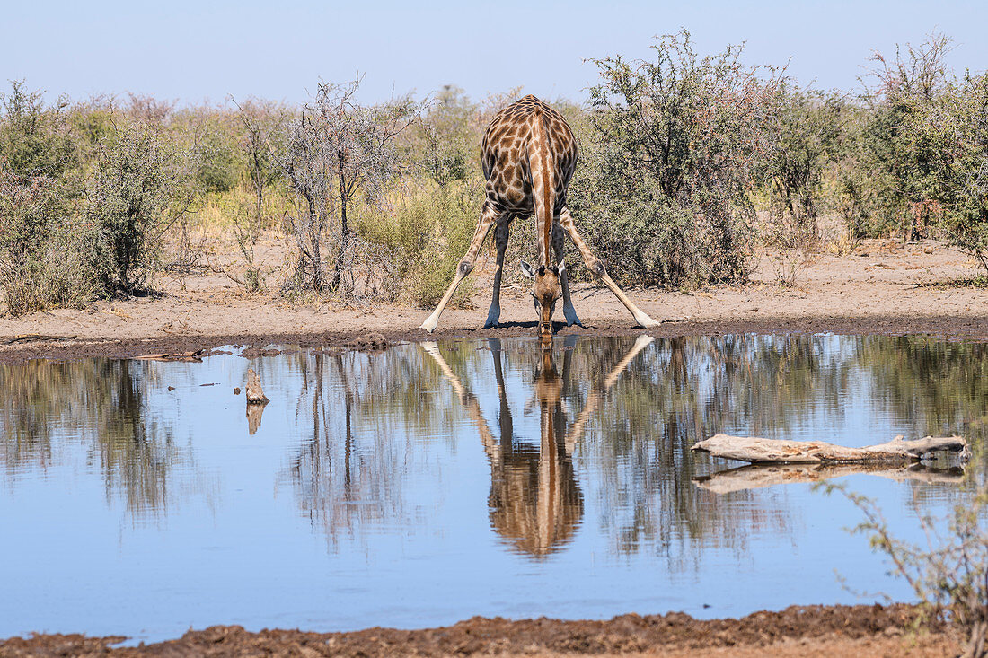 Southern giraffe (Giraffa giraffa) drinking at a waterhole, Makgadikgadi Pans National Park, Kalahari, Botswana, Africa