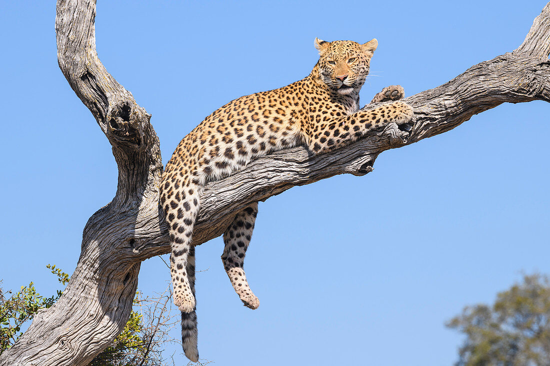 Weiblicher Leopard (Panthera pardus), der in einem Baum, Buschmann-Ebenen, Okavango-Delta, Botswana, Afrika ruht