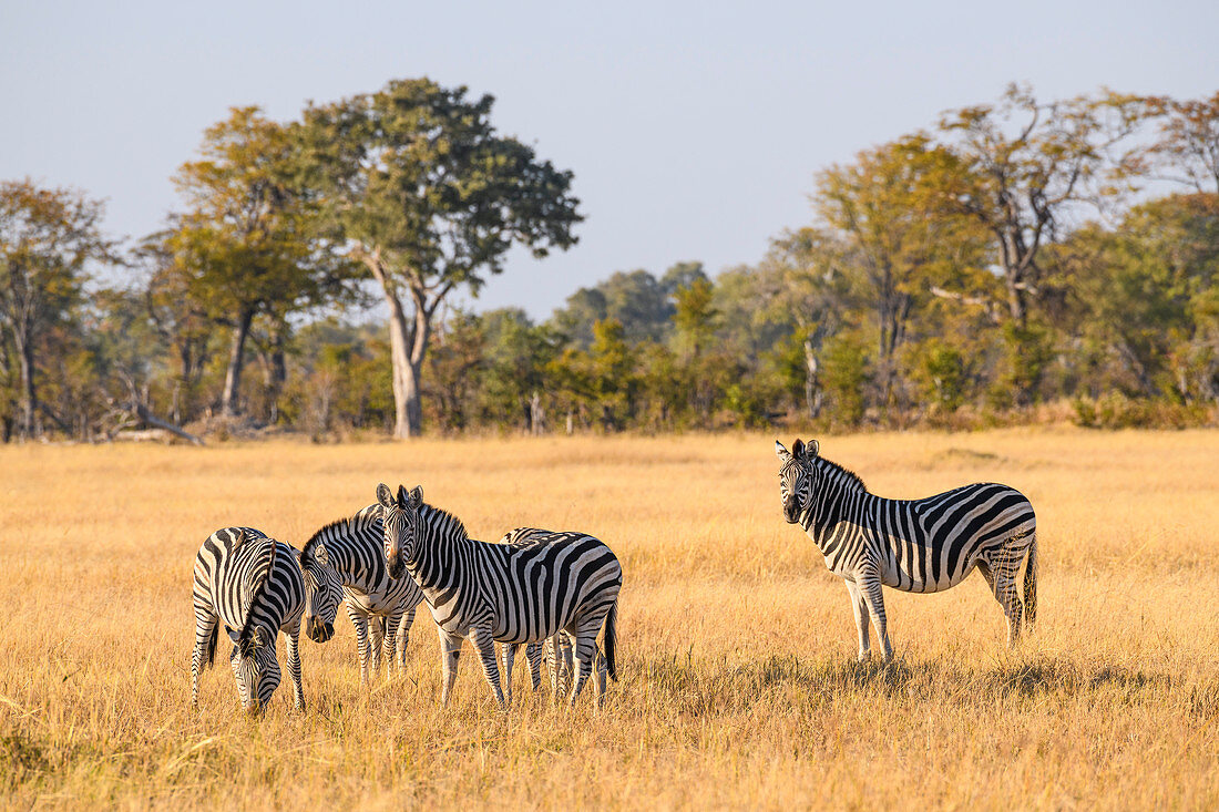 Burchell-Zebra (Plains-Zebra) (allgemeines Zebra) (Equus quagga burchellii), Khwai Private Reserve, Okavango-Delta, Botswana, Afrika