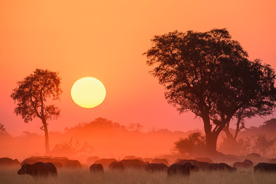 Afrikanischer Büffel (Kapbüffel) (Syncerus caffer), bei Sonnenuntergang, Buschmann-Ebenen, Okavango-Delta, Botswana, Afrika