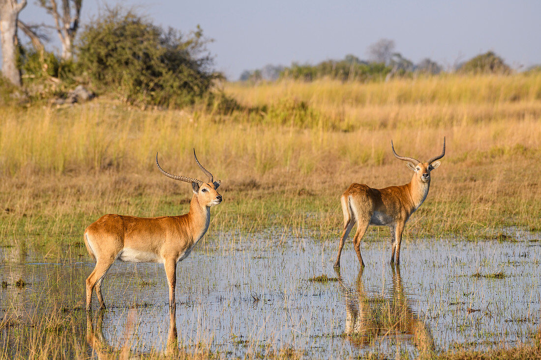 Rote Lechwe (südliche Lechwe) (Kobus leche), Buschmann-Ebene, Okavango-Delta, Botswana, Afrika