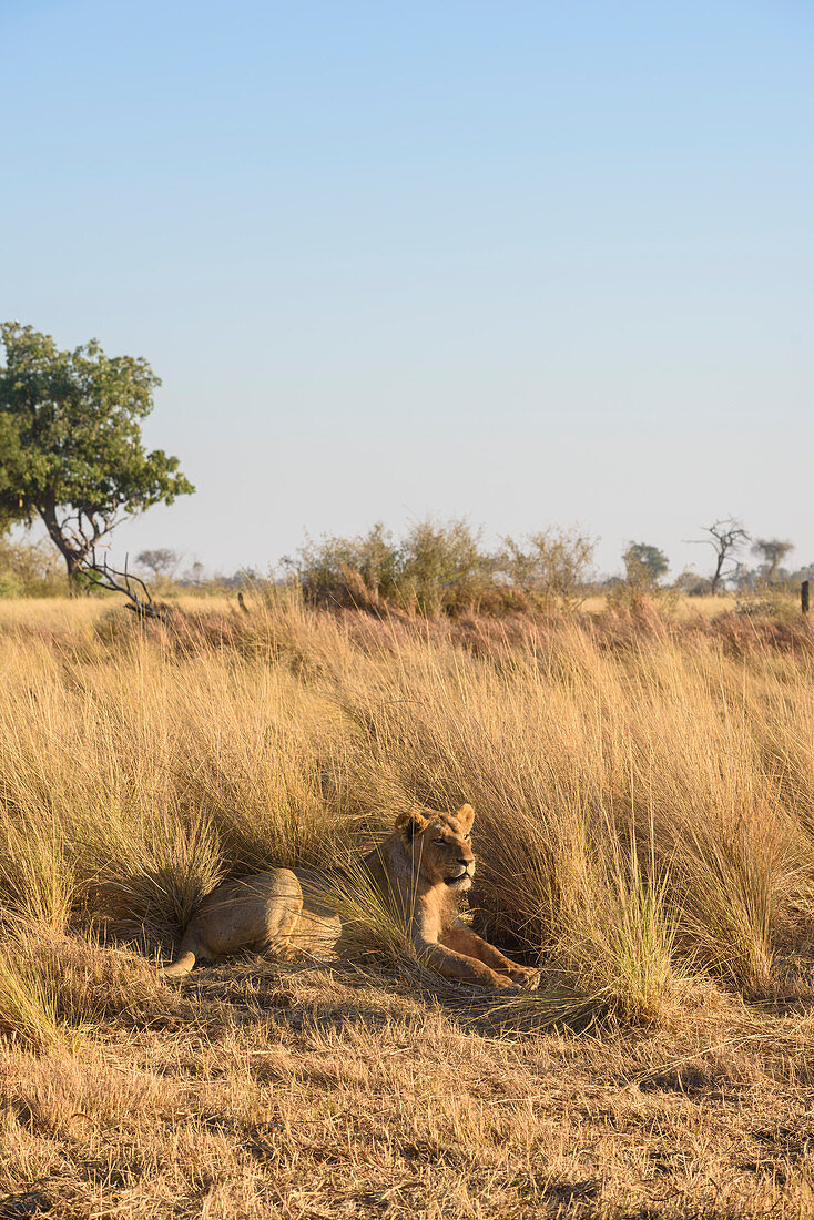 Lion (Panthera leo), Macatoo, Okavango Delta, Botswana, Africa