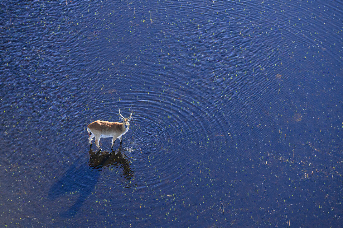 Luftansicht von Red Lechwe (Süd-Lechwe) (Kobus leche), die im Wasser, Macatoo, Okavango Delta, Botswana, Afrika steht