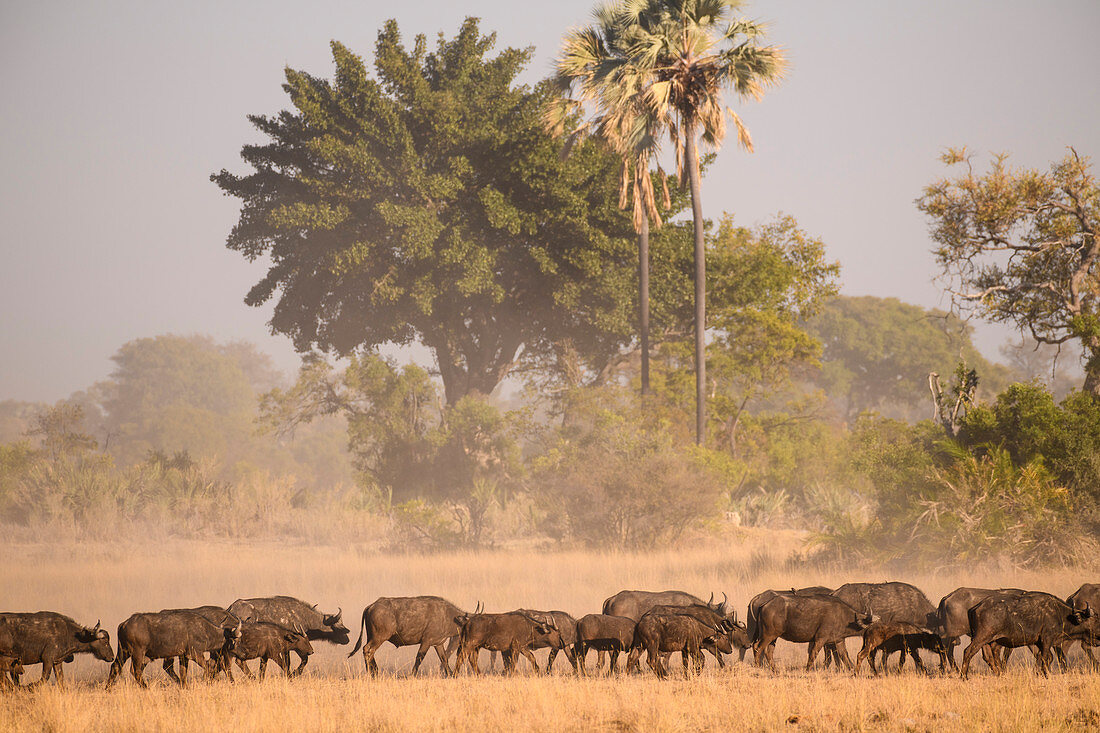 Herd of African buffalo (Cape Buffalo) (Syncerus caffer), Macatoo, Okavango Delta, Botswana, Africa