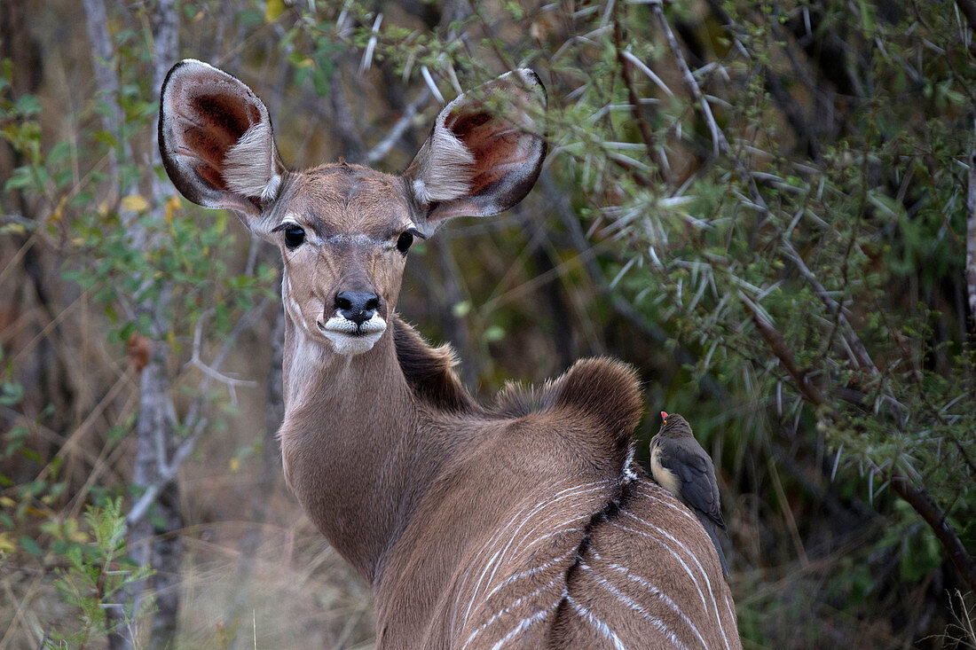 Wasserbock (Kobus ellipsiprymnus), Krüger-Nationalpark, Südafrika, Afrika