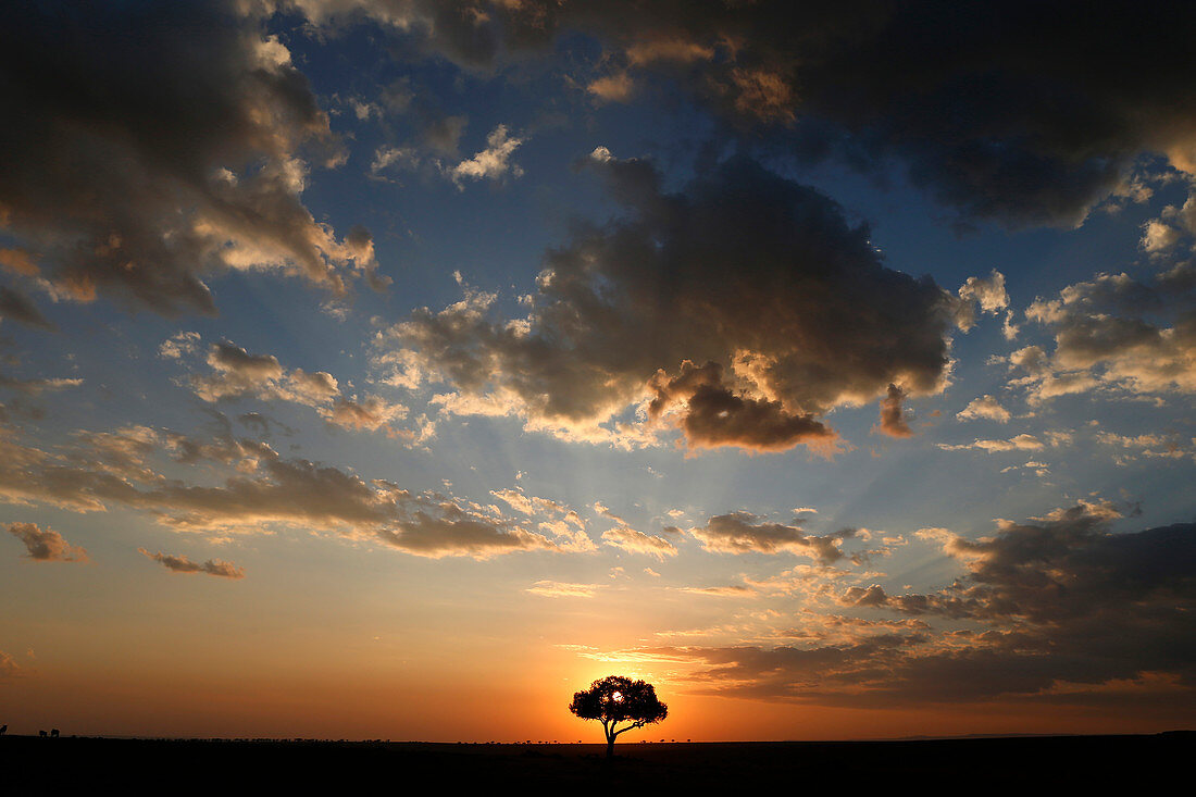 Akazienbaum und Wolken bei Sonnenuntergang, Masai Mara Nationalpark, Kenia, Ostafrika, Afrika