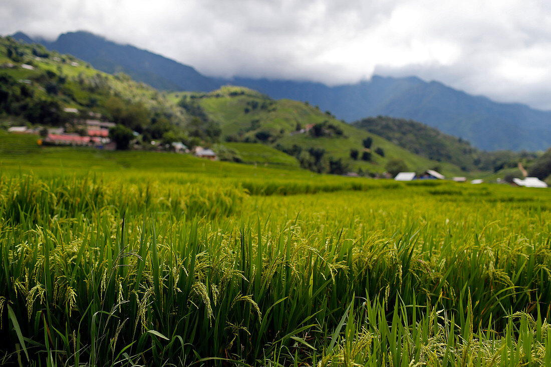 Reisfelder auf Terrassen, Sapa, Vietnam, Indochina, Südostasien, Asien
