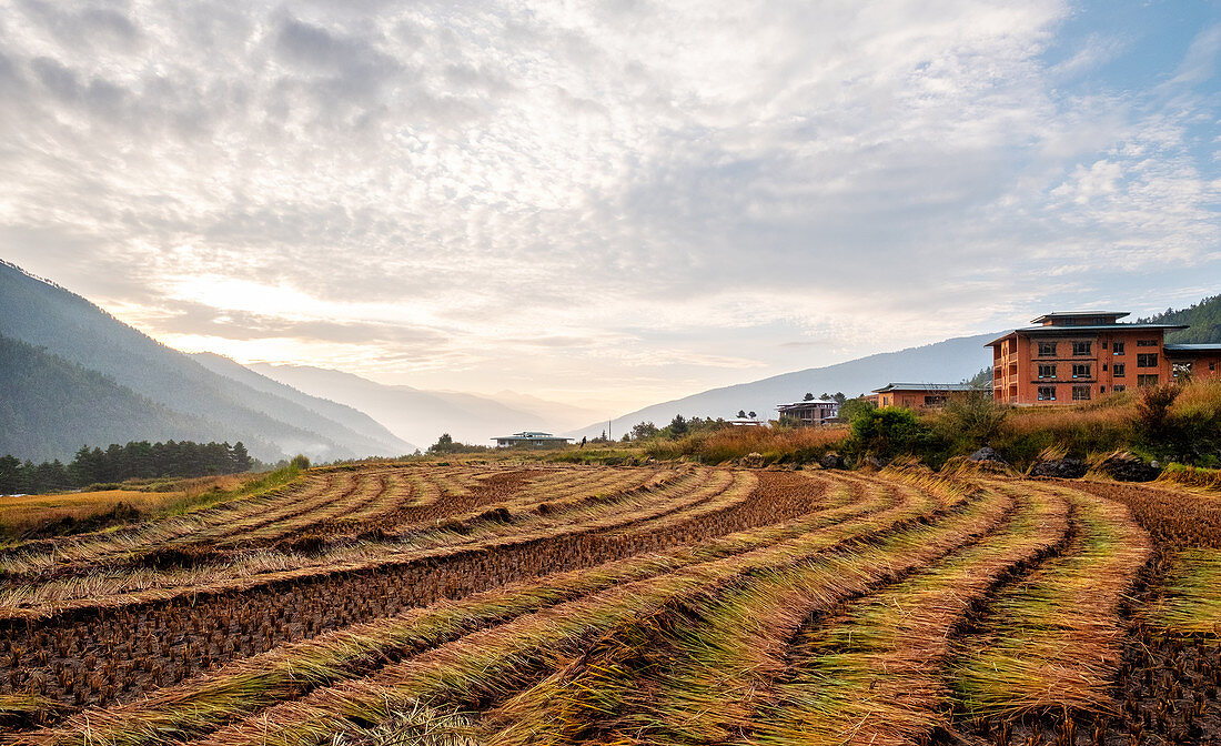 Landscape of freshly harvested fields, Paro, Bhutan, Himalayas, Asia