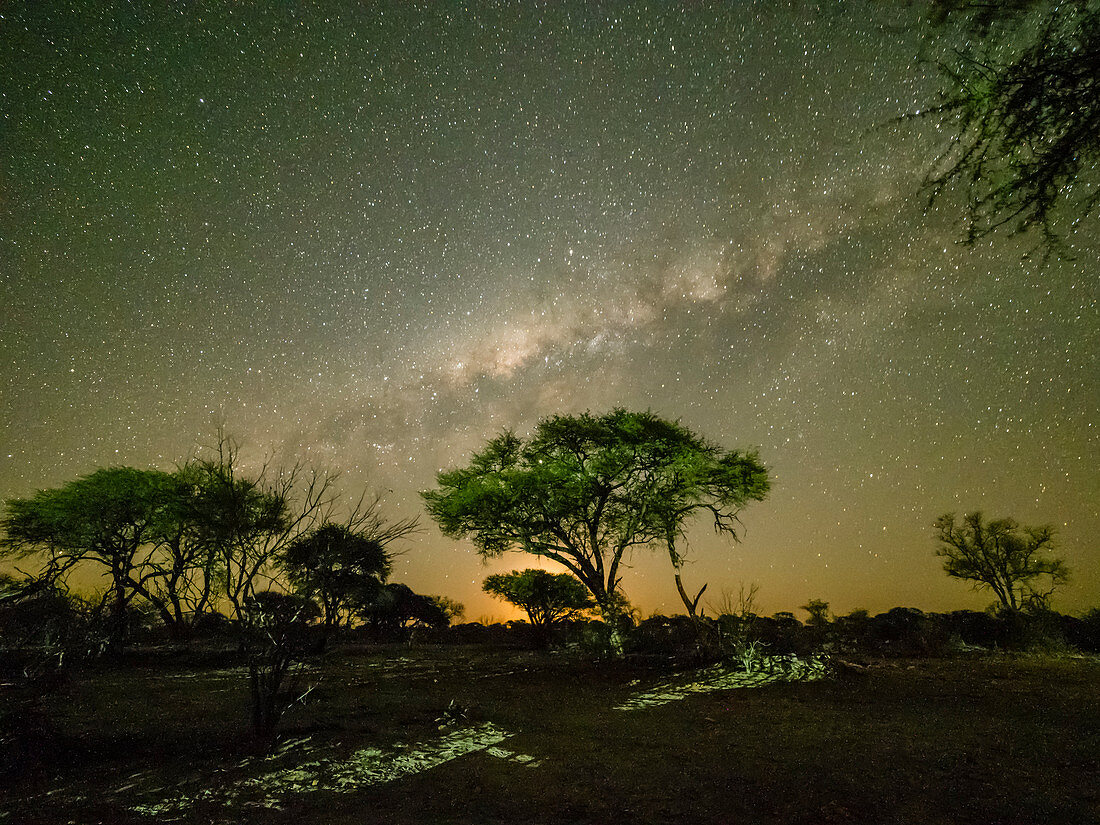 Die Milchstraße über Akazienbäumen in der Nacht im Okavango Delta, Botswana, Afrika