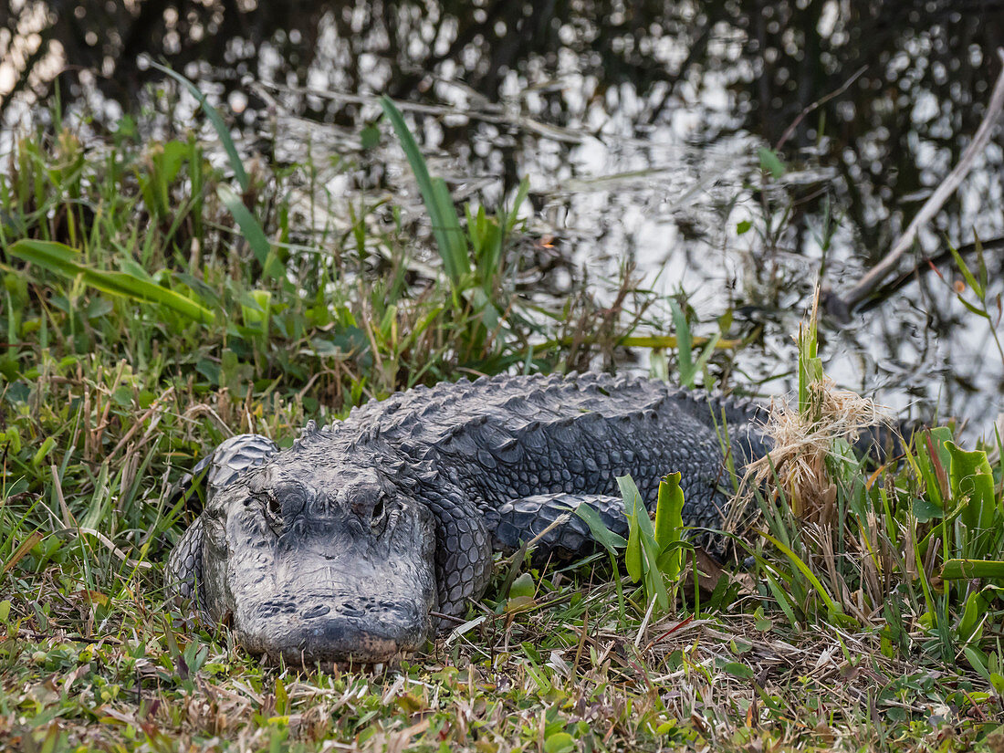 Ein wilder amerikanischer Alligator (Alligator mississippiensis), im Shark Valley, Everglades-Nationalpark, Florida, Vereinigte Staaten von Amerika, Nordamerika