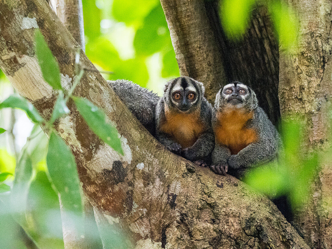 Adult Spix's night monkeys (Aotus vociferans), in Pahuachiro Creek, Amazon River Basin, Iquitos, Peru, South America