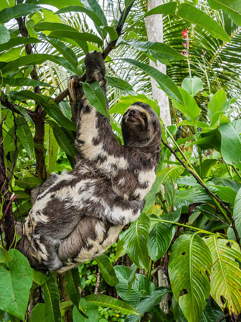 Braunkehlfaultiere von Mutter und Baby (Bradypus variegatus), San Francisco, Amazonasbecken, Loreto, Peru, Südamerika