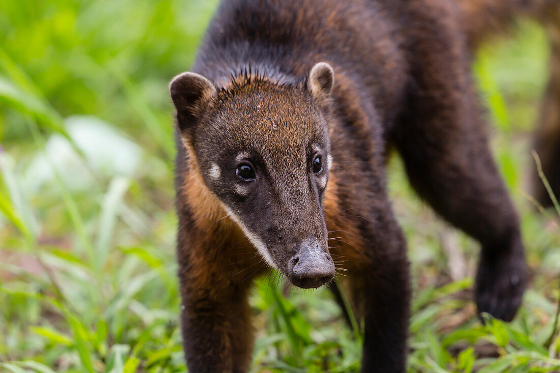 Junger südamerikanischer Nasenbär (Nasua nasua), Supay Cano, Rio Ucayali, Loreto, Peru, Südamerika