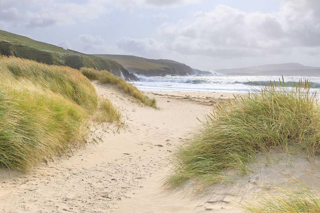 Fine white sand shell tombolo, dunes and grasses, beach, crashing waves, St. Ninian's Isle, Mainland, Shetland Isles, Scotland, United Kingdom, Europe