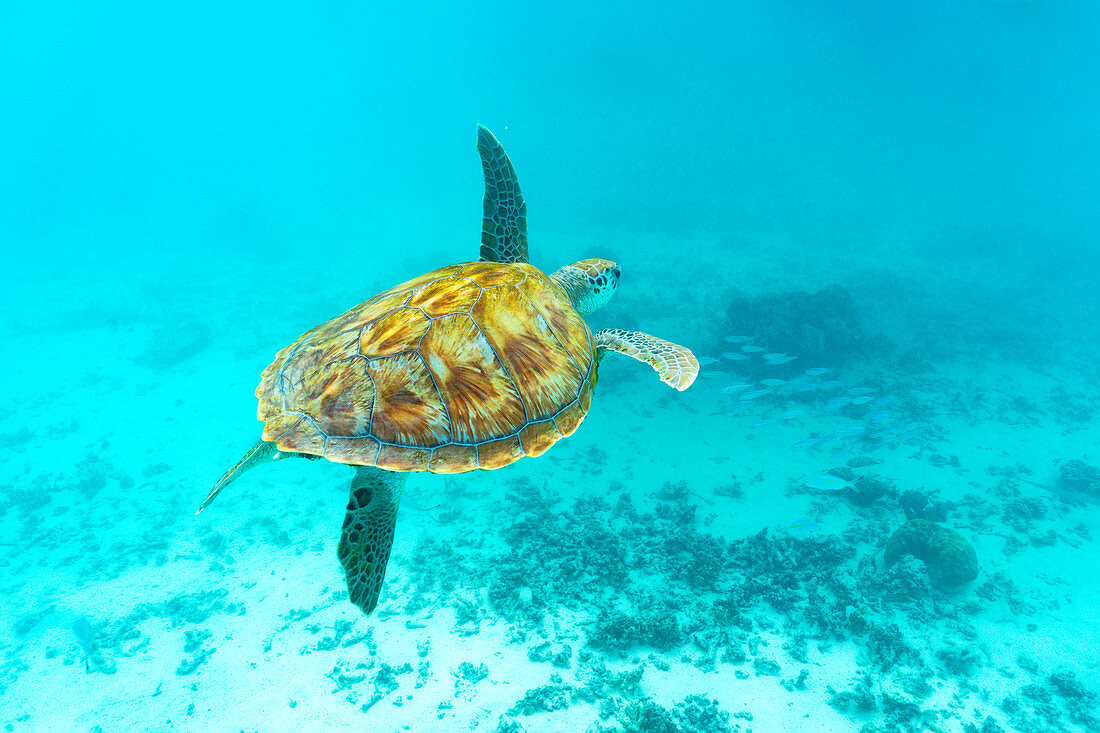 Meeresschildkröte, die unter Wasser über Korallenriff, Mauritius, Indischer Ozean, Afrika schwimmt