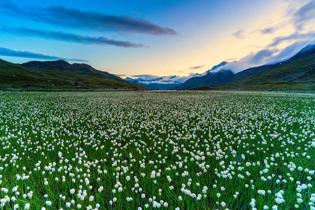 Cotton grass on shores of Lago Bianco, Gavia Pass, Valfurva, Valtellina, Sondrio province, Lombardy, Italy, Europe