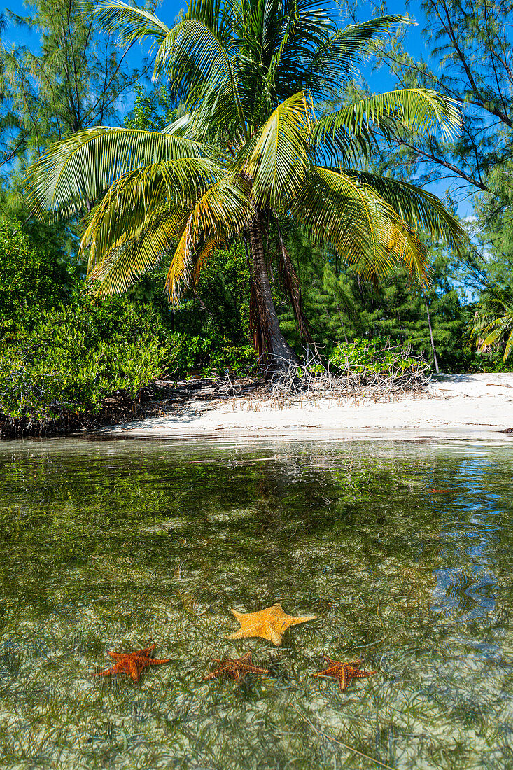 Starfish at Starfish point, Water Cay, Grand Cayman, Cayman Islands, Caribbean, Central America