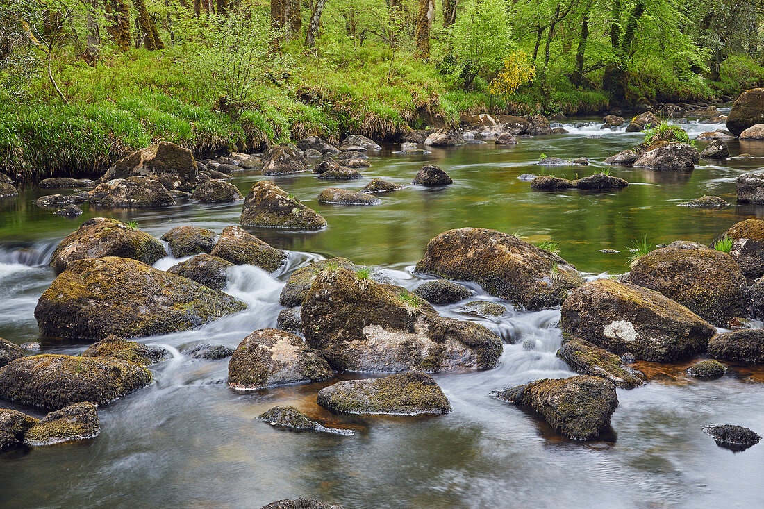 Ein Waldstrom, der Fluss Dart, der durch alte Eichenwälder fließt, im Herzen des Dartmoor-Nationalparks, Devon, England, Vereinigtes Königreich, Europa