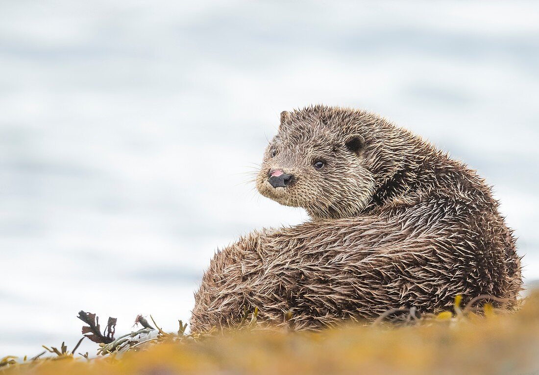 Otter (Lutrinae), Westküste Schottlands, Vereinigtes Königreich, Europa