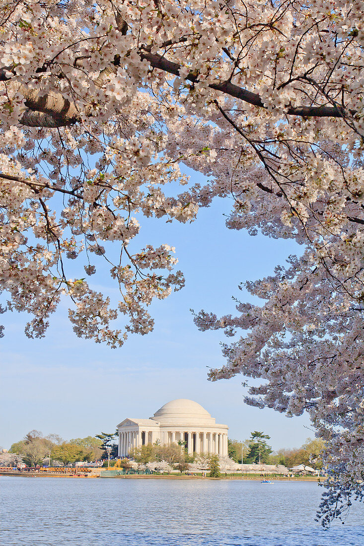 Kirschblüten, Washington, DC, Vereinigte Staaten von Amerika, Nordamerika