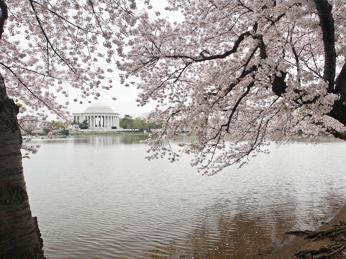 Cherry blossoms, Tidal Basin, and Jefferson Memorial, Washington, DC, United States of America, North America