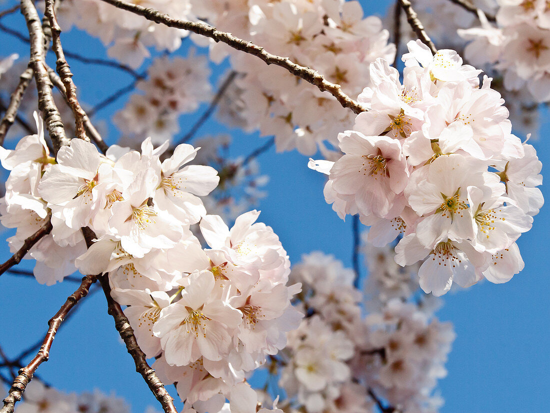 Kirschblüten, Washington, DC, Vereinigte Staaten von Amerika, Nordamerika