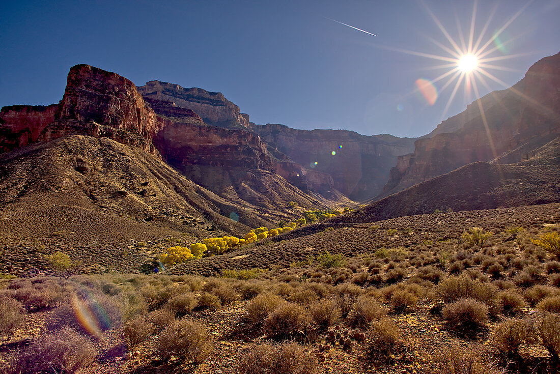 Bright Angel Canyon nördlich des Südrandes mit leuchtend gelben Bäumen im Boden des Canyons (Indian Gardens), Grand Canyon Nationalpark, UNESCO-Weltkulturerbe, Arizona, Vereinigte Staaten von Amerika, Nordamerika