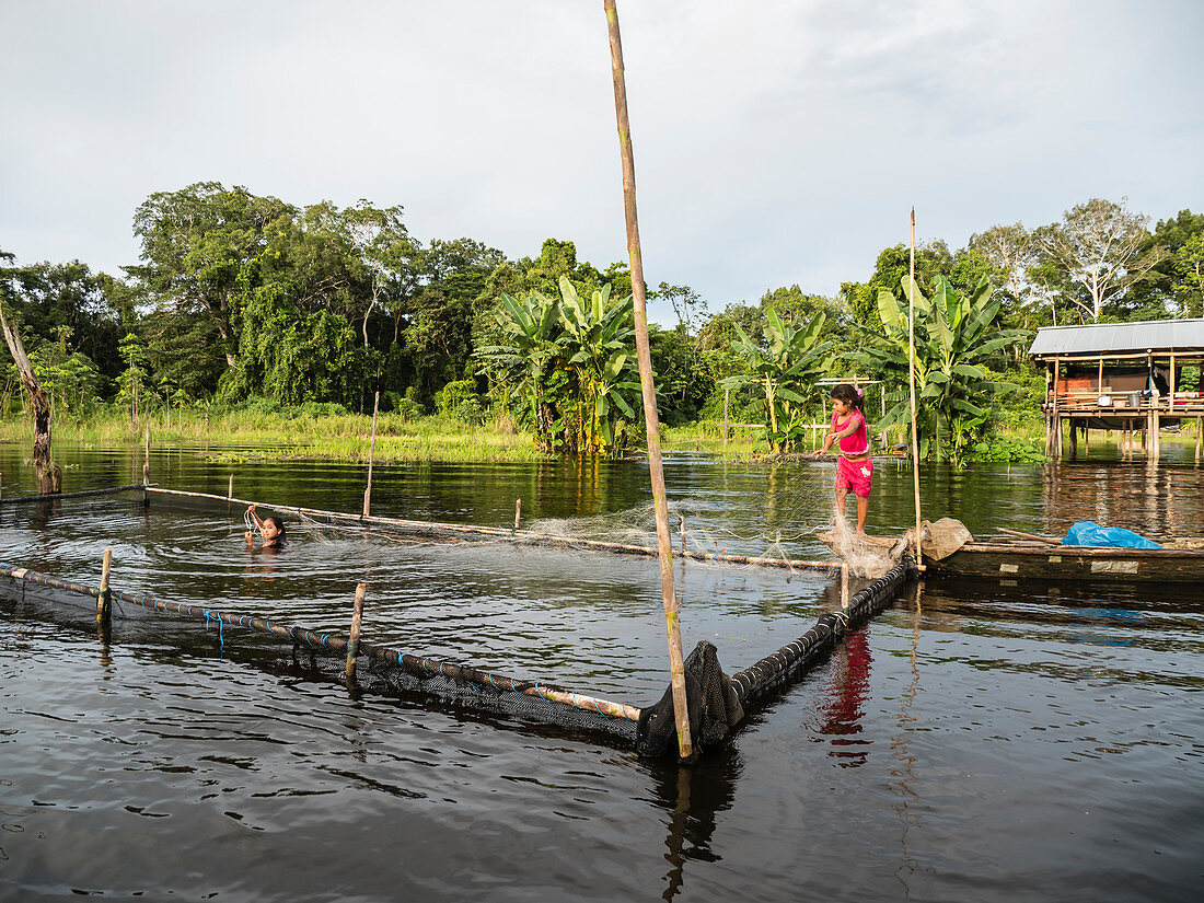 Young girls gathering catfish from the family fishing pen on Rio El Dorado, Amazon Basin, Loreto, Peru, South America