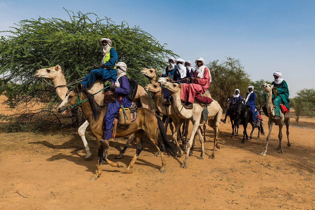 Tuaregs auf ihren Kamelen, Gerewol Festival, Balzwettbewerb unter den Wodaabe Fula, Niger, Westafrika, Afrika