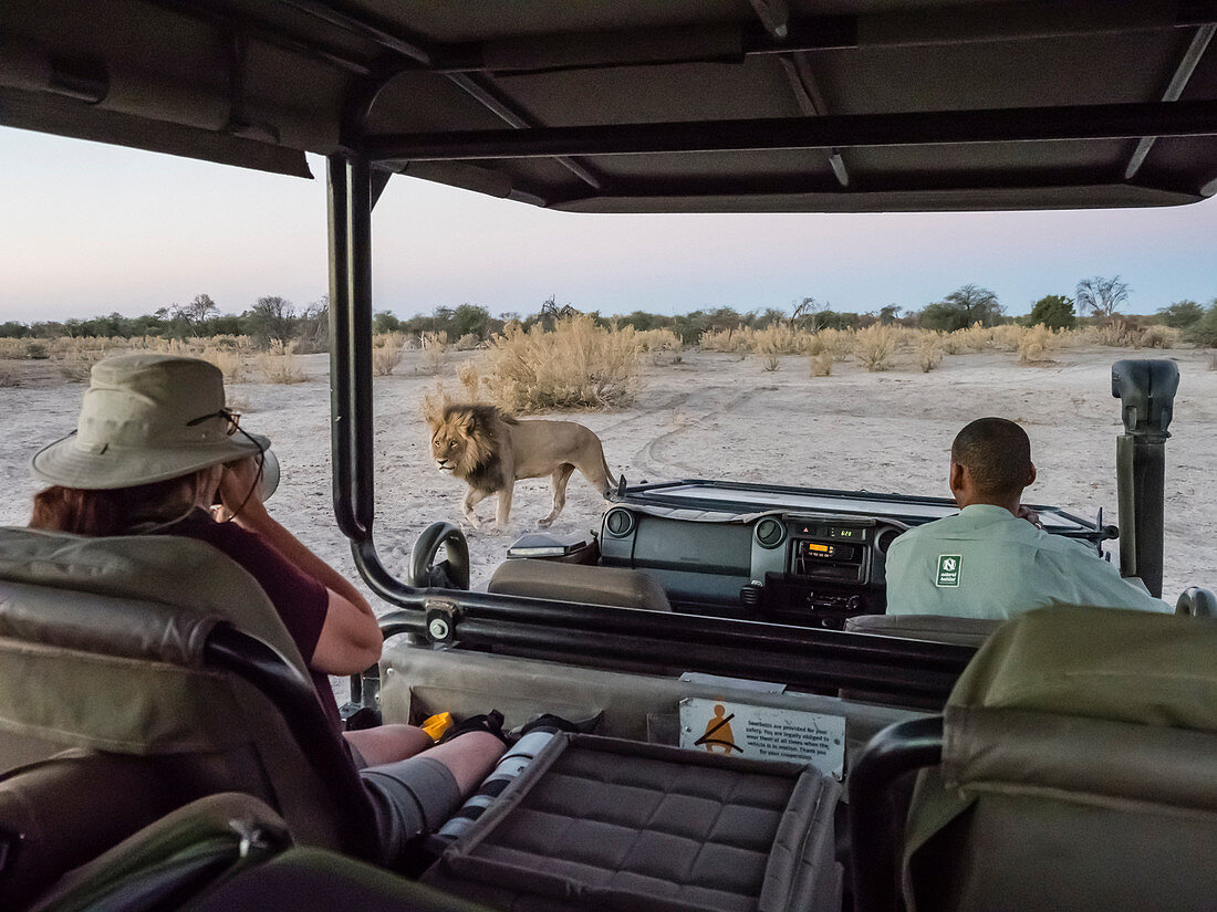 Männlicher Löwe (Panthera Leo), der nahe Safari-Fahrzeug im Okavango-Delta, Botswana, Afrika geht