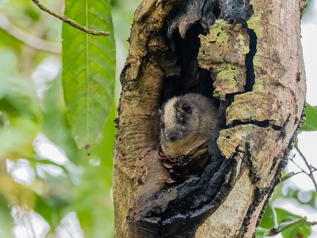 An adult yellow-crowned brush-tailed rat (Isothrix bistriata), on Iricahua Cano, Amazon Basin, Peru, South America