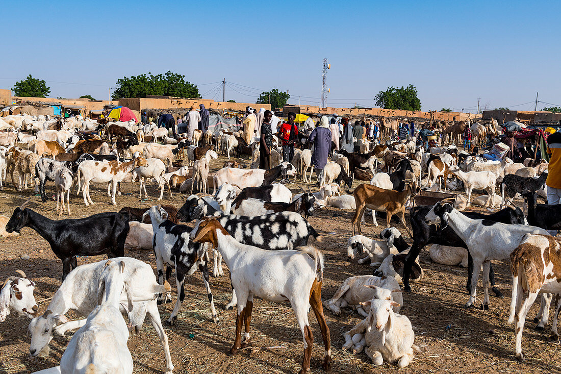 Animal market, Agadez, Niger, West Africa, Africa