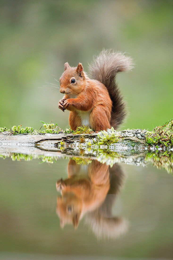 Eurasian Red Squirrel (Sciurus vulgaris), Scotland, United Kingdom, Europe